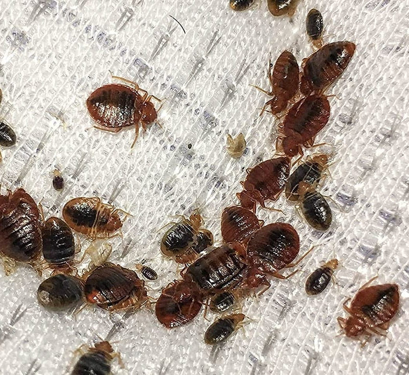Pilarking  Bed Bugs Powder